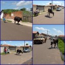 Animais