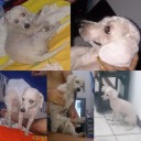 cachorro