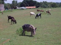 Campo de Pouso de Esperantina