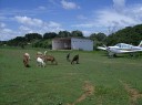 Animais no campo de pouso