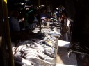 Peixes no mercado