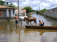 Homem lavando animais