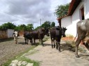 Gado na Rua