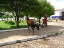 Gado solto em praça