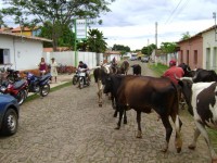 Gado no centro