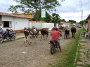 Gado no centro