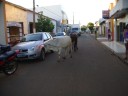 Gado solto na rua