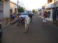 Gado na Rua