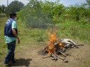 Vaca sendo incinerada