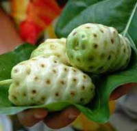 fruta-noni