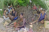 Quebradeiras de Coco