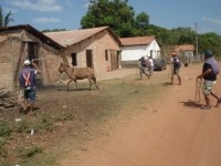 Apreensão animais