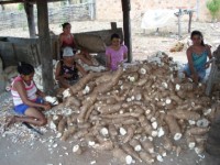 Mulheres cortando mandioca