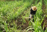 Agricultor