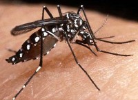 Dengue_aedes_aegypt