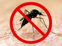 dengue