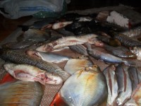 Peixes
