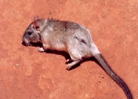 rato-rabudo