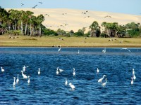 Delta_do_Parna_ba_1_Maravilha_do_Piau_gar_as_brancas