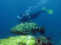 peixe gigante