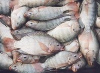 peixes