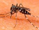 piaui-registrou-quatro-mil-casos-de-dengue-no-primeiro-semestre64