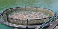 peixe