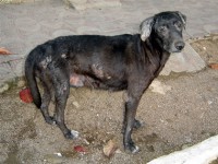 g_cachorro_calazar_sousa