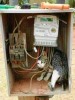 gato-de-energia-eletrica-303233
