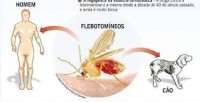 mosca